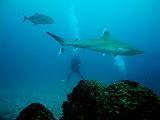 Isla del Coco - 67